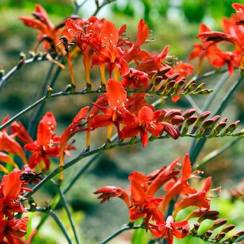 Krokosmia Cynobrówka Lucifer