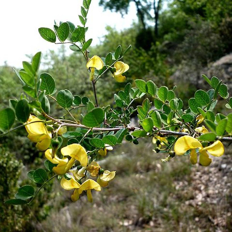 Moszenki południowe (C2)