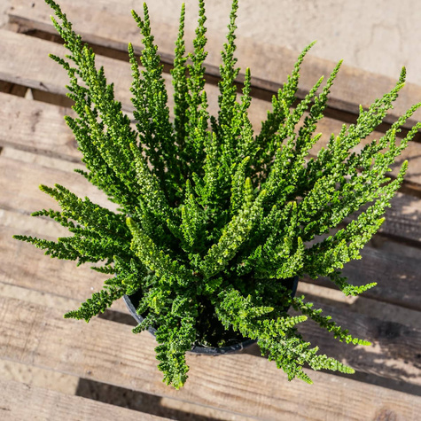 Wrzos pospolity biały pączkowy