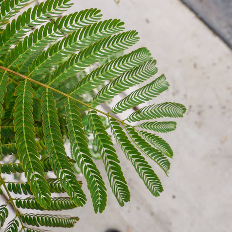 Albicja jedwabne drzewo Rosea (C2)