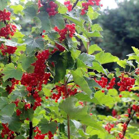 Porzeczka czerwona Summer Pearls Red w doniczce