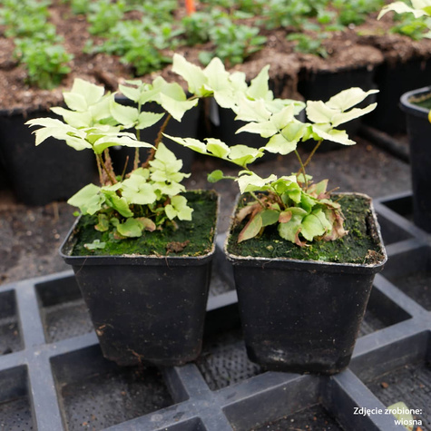 Paprotnik Paproć Fortune'a Clivicola (C2)