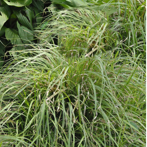 Turzyca japońska Silver Sceptre (C2)