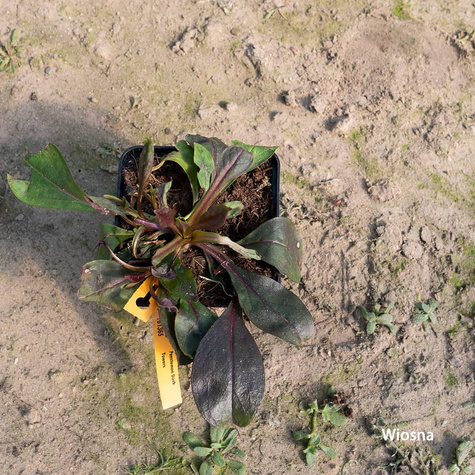 Penstemon Dark Towers (C2)