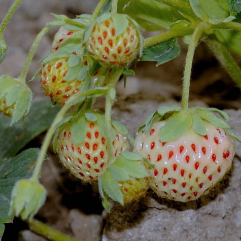 Zestaw Truskawka Biała Ananasowa FRIGO 10szt.