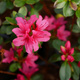 Azalia japońska Delikatna różowa (C2)