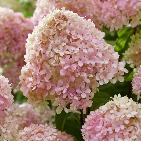 Hortensja Angels Blush szczepiona na pniu