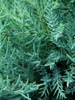 Jałowiec pośredni Pfitzeriana Glauca