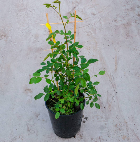 Róża PNĄCA żółto-czerwona