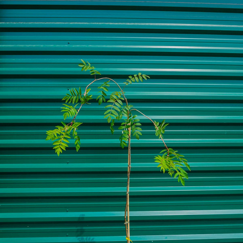 Jarząb Pospolity Pendula Szczepiony Na Pniu