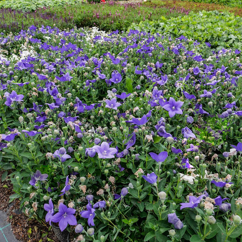 Rozwar Wielokwiatowy mix (C2)