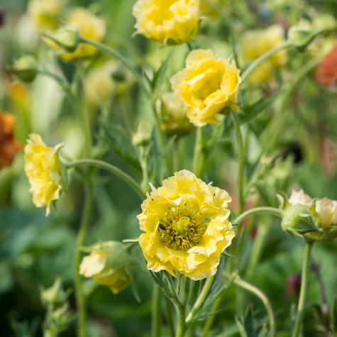 Kuklik szkarłatny Lady Stratheden (C2)