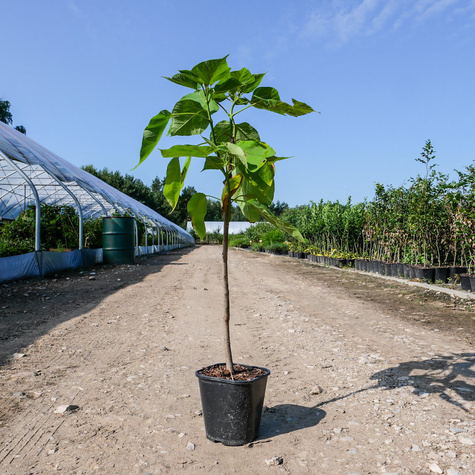 Katalpa Surmia Storczykowiec odstrasza komary (C2)