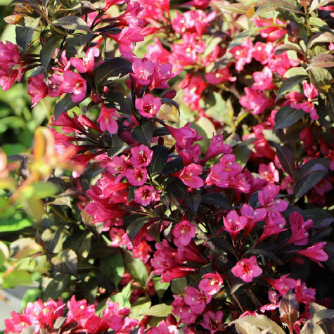 Krzewuszka cudowna Minor Black (C2)