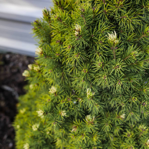 Świerk biały Rainbow's End (C2)