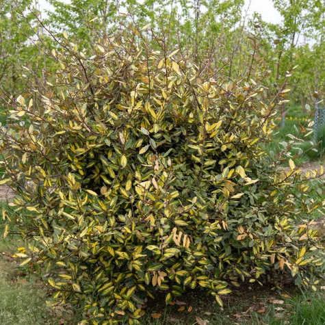 Oliwnik kłujący 'Maculata' (P9)