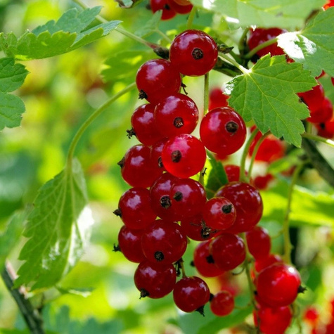 Porzeczka czerwona Detvan w doniczce