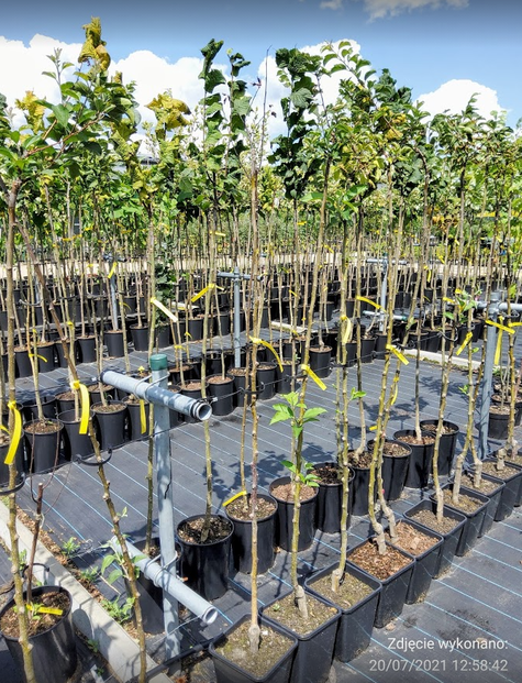 Jabłoń rajska Tringo Tina karłowa szczepiona na pniu