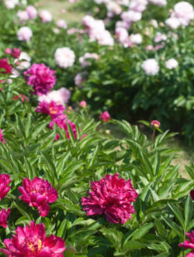 Piwonia mix