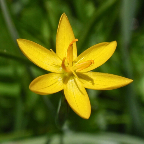 Miecznica kalifornijska (C2)