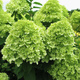 Hortensja bukietowa Little Lime Mała Limonka (P9)