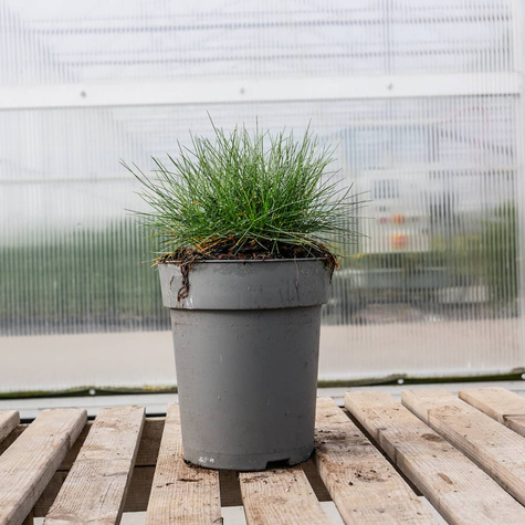 Kostrzewa Gautieria (C2)