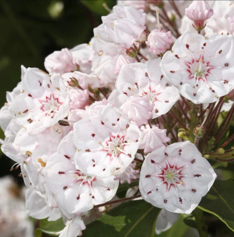 Kalmia szerokolistna Zebulon (C2)