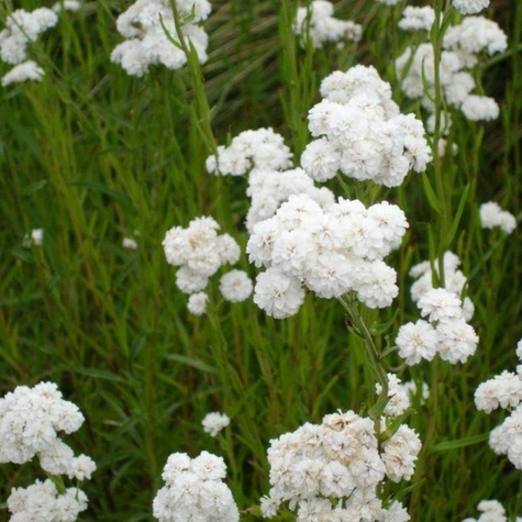 Krwawnik kichawiec The Pearl (C2)