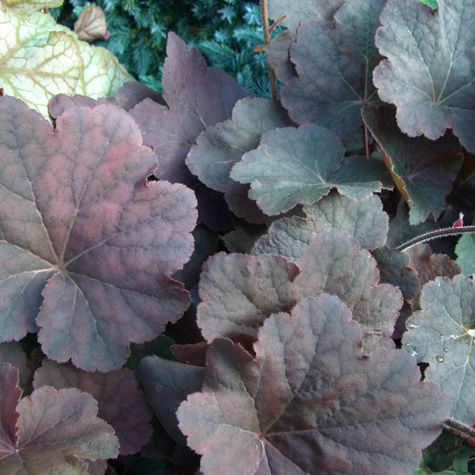 Żurawka ogrodowa Mocha (C2)