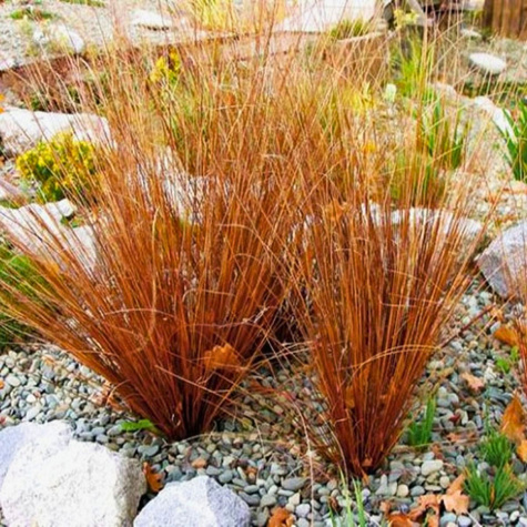 Turzyca Buchanana Red rooster Czerwony Kur (C2)