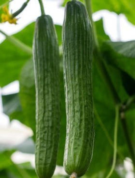 Ogórek szklarniowy Topaz F1 0,5g długi owoc