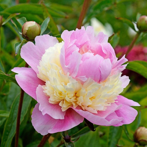 Piwonia chińska Peonia Sorbet różowo żółta