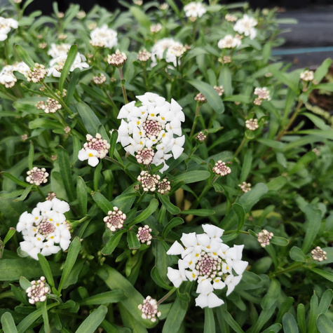 Ubiorek wiecznie zielony Lavender Frost (C2)