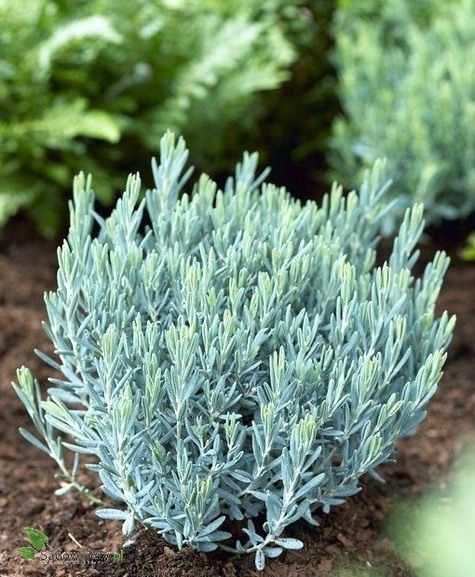 Modrzewnica pospolita 'Blue Ice' (C2)