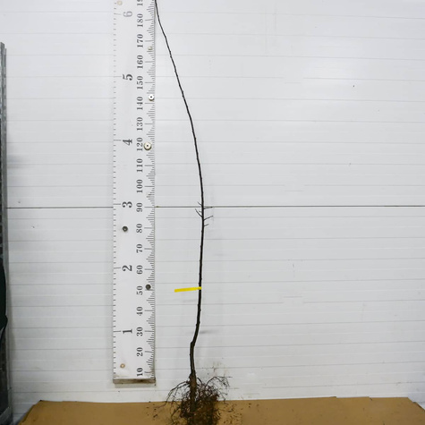 Śliwa Bluefree Plant Pack