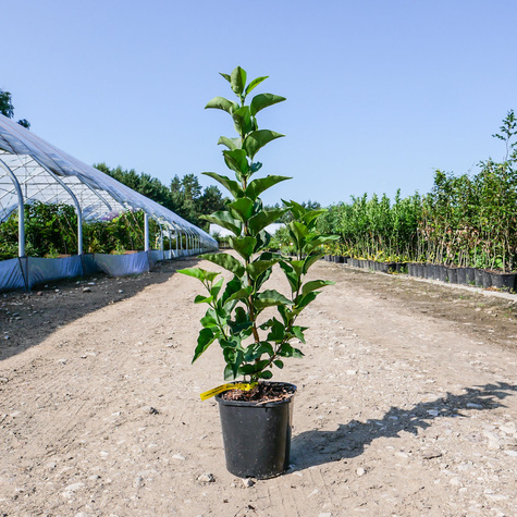 Lilak pospolity Pamięć o Wawiłowie pachnący (C2)