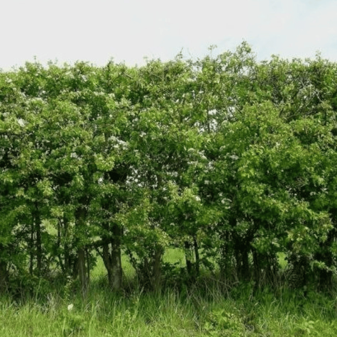 Głóg jednoszyjkowy leczniczy w pojemniku (C2)