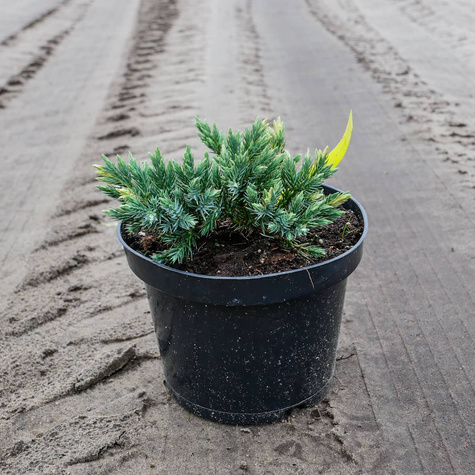 Jałowiec łuskowaty Floreant