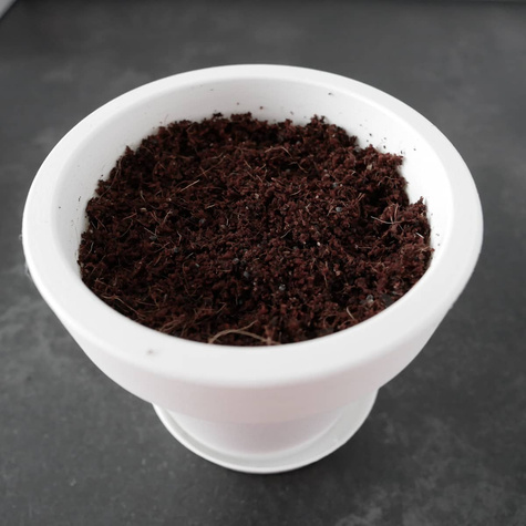 Zestaw do uprawy Trawa Pampasowa Różowa