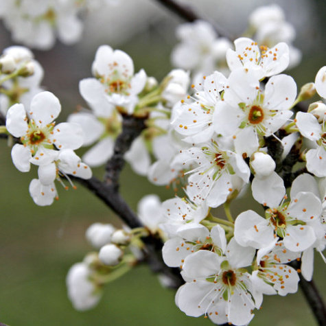 Śliwa Andres Plant Pack