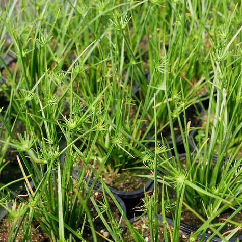 Papirus cibora Cedric