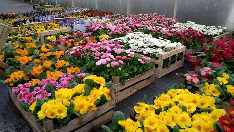 Prymulka Pierwiosnek różowa sadzonka w doniczce