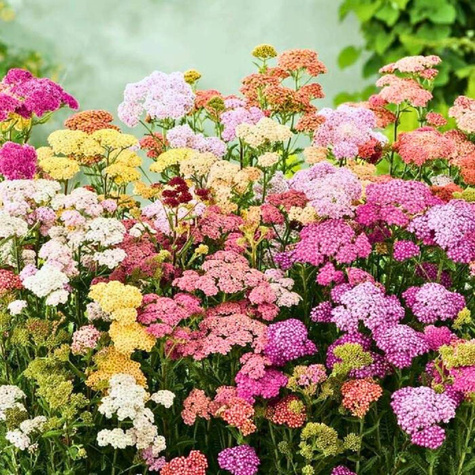 Krwawnik ogrodowy Milly Rock Mixmasters Dance (C2)