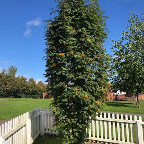 Jarząb kolumnowy żółtoowocowy (C2)