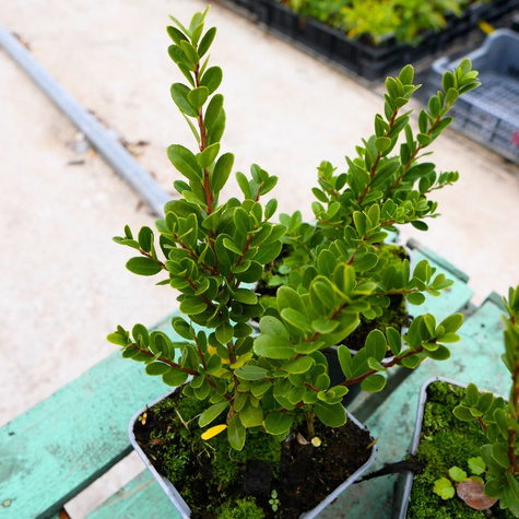 Ostrokrzew bukszpanowy karbowanolistny Dark Green (P9)