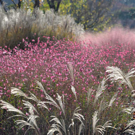 Gaura Gambit Rose (C2)