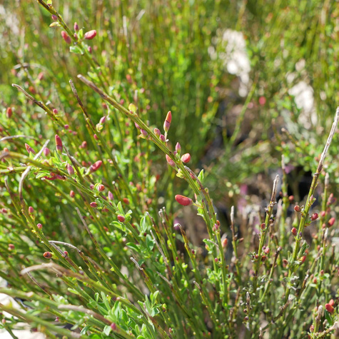 Szczodrzeniec Żarnowiec Miotlasty Lena (C2)