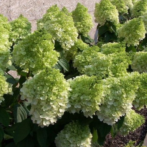 Hortensja bukietowa Magical Moonlight (P9)