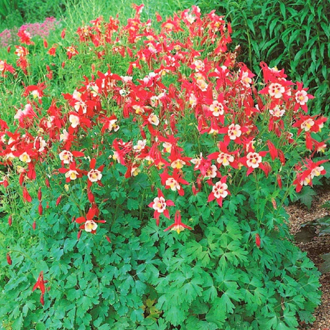 Orlik pospolity Crimson Star (C2)