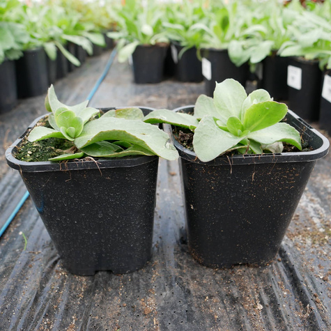 Rozchodnik wielki Birthday Party (C2)